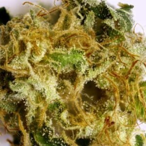 Alien cookies marijuana strain. Order premium alien marijuana online Europe. Alien Cookies is an evenly balanced hybrid (50% sativa/50% indica).