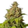 Buy Durban Poison Marijuana europe. Order Durban Poison is a pure sativa cannabis strain known for its pleasurable sweet, earthy and piney smell and flavor.