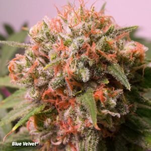 Hybrid Cannabis Strain Europe